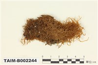 藏品(錦苔科)的圖片